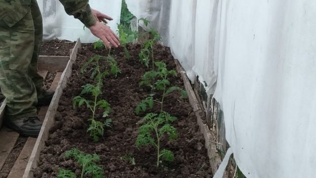 Что нужно сделать с высаженой рассадой 🍅 томатов (помидор)