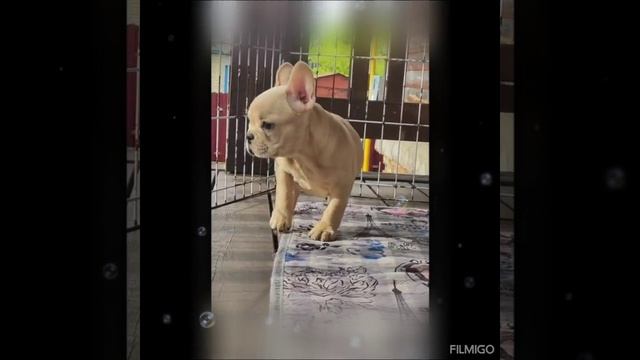французский бульдог крем