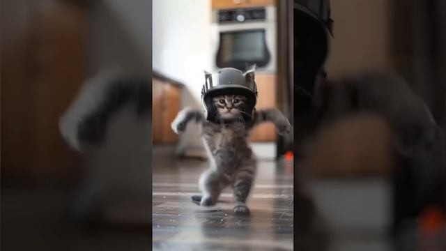 Танцующие котики для хорошего настроения  😸🐈
