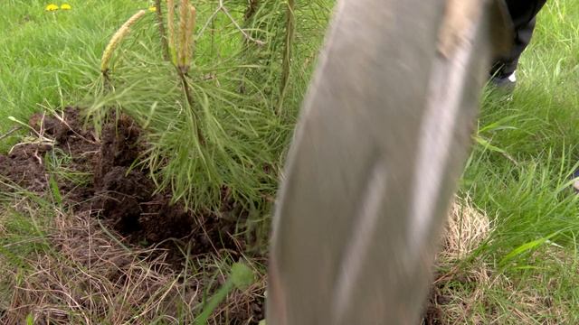 ПОСАДКА ДЕРЕВЬЕВ