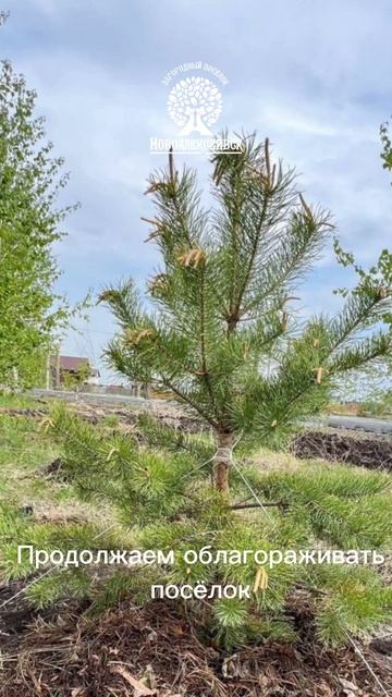 🌲 Озеленение Новоалексеевска