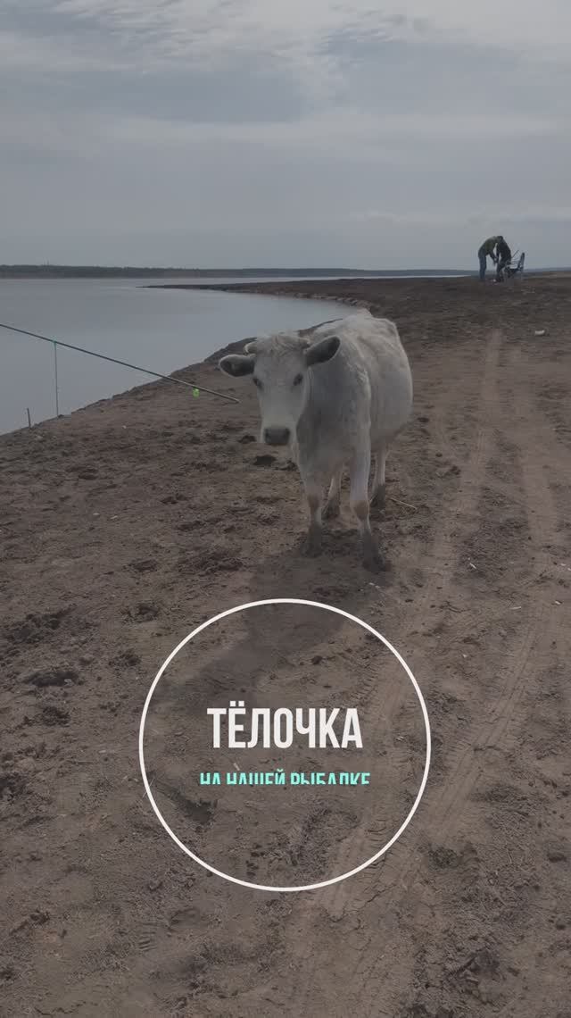 Телочка на рыбалке. Рыбачим в  день победы 9 мая