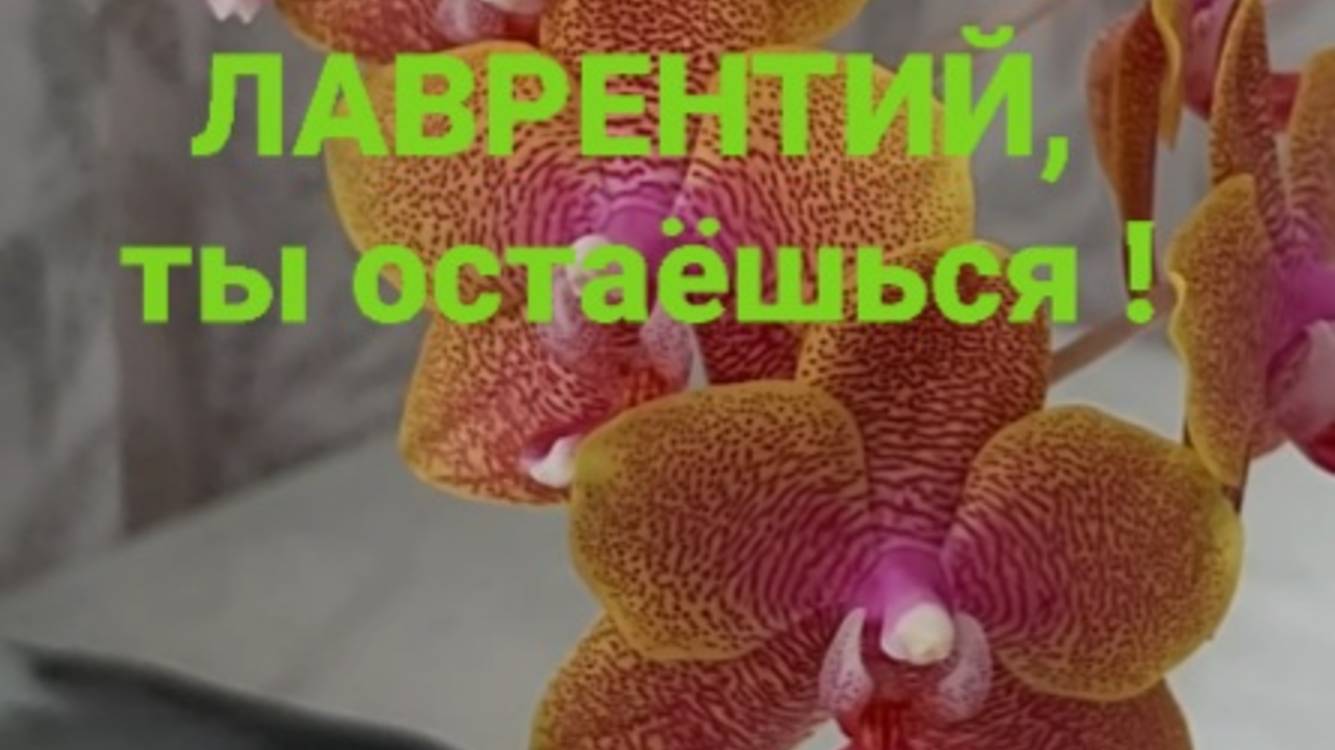 Орхидея Сого Лауренс. Обзор.