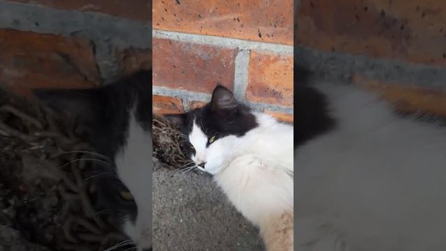 котик возле магазина у дома♡ #котик #магазин #чёрнобел