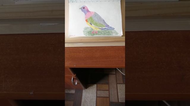 ГОЛУБЬ. Цветные карандаши, формат А5.