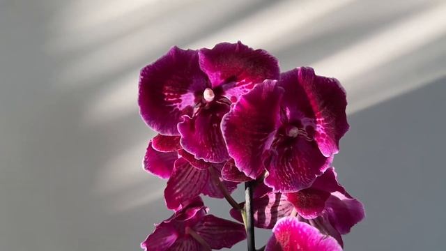 Новинки от Зебо !!! Я выиграла орхидею 🍾🥂🎉 Bellicose , Abba,