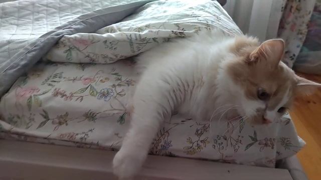 Фунтик устал и уснул прямо под одеялом. #cat #реки