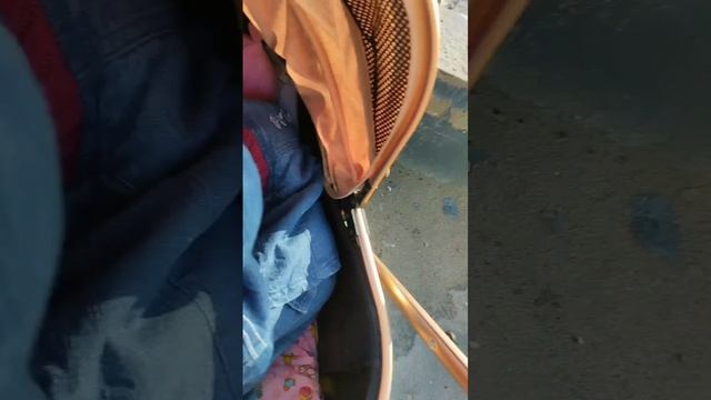 прогулка с реборном