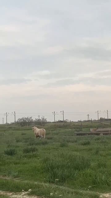 Племенной бык породы шароле приехал в своё новое хозяйство!
