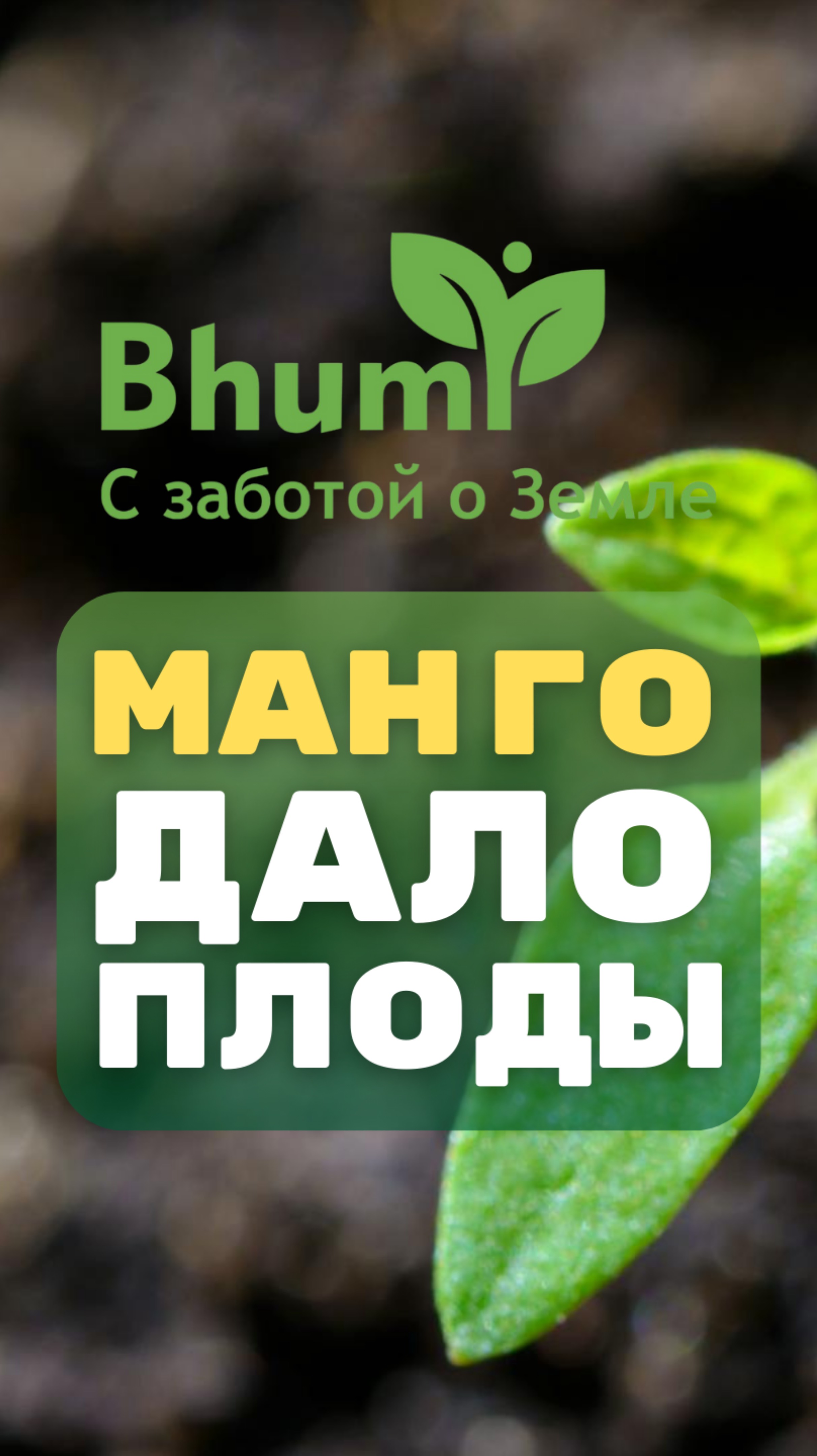 Манго даёт плоды #bhumi #органика #технология #экология