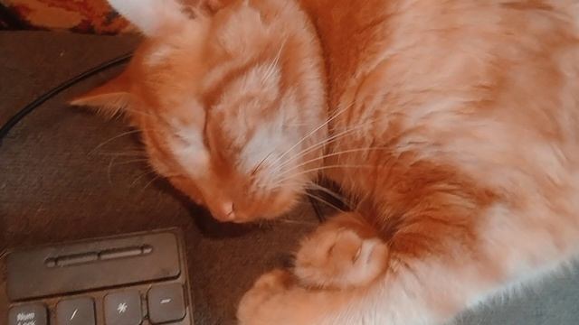 Cute Sleeping Cat