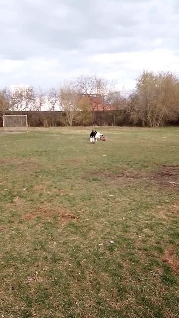 Беги, Симба, беги!!!!