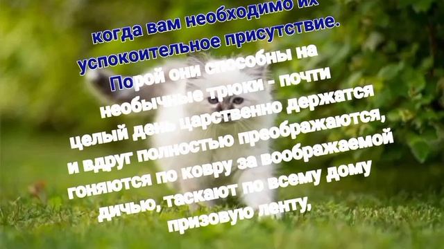 Гороскоп кошек: Кошка Козерог.