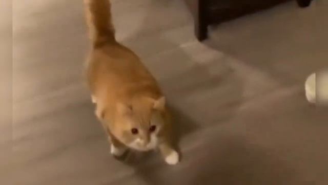 Смешные КОТЫ и СОБАКИ - Домашние животные - СМЕШНОЕ ВИД