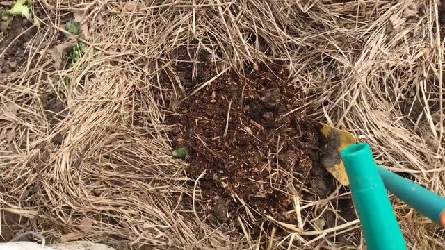 Поздняя посадка огурцов в июне (быстро начинают плодоносить и плодоносят очень долго)