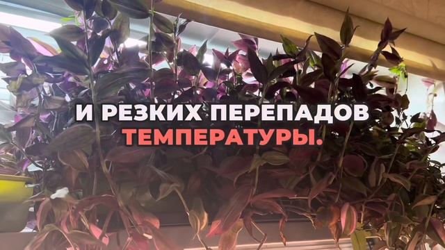 Традесканция: Как вырастить идеальное ампельное раст?