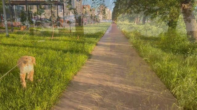 Залитое солнцем в густой траве гуляет счастье