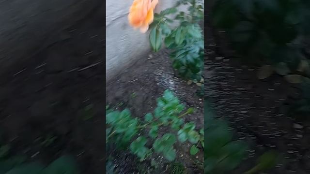 Золото осені!Вовка боятись в ліс не ходить!Мудрість чи