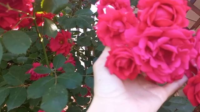 Червона троянда на арці. Red rose on the arch