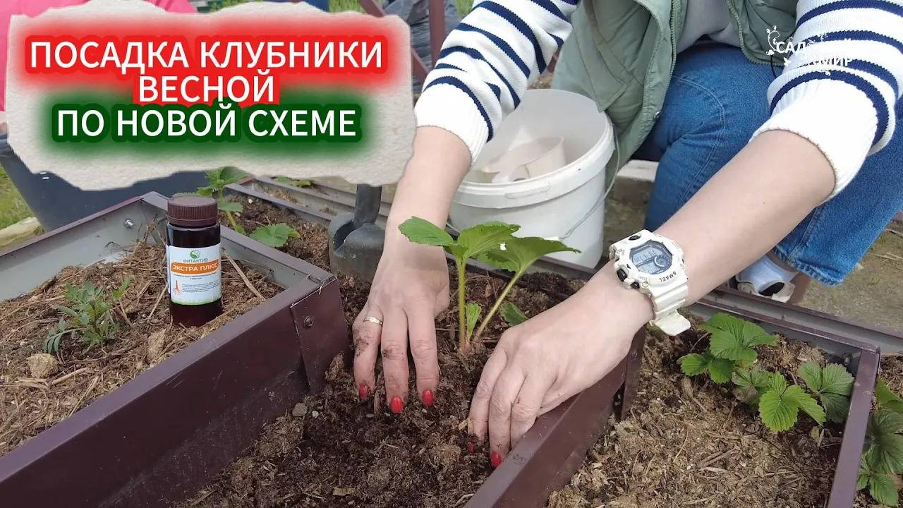 ПОСАДКА КЛУБНИКИ ВЕСНОЙ ПО НОВОЙ СХЕМЕ: УРОЖАЙ В ПЕРВЫЙ ГОД  - ЭТО РЕАЛЬНО