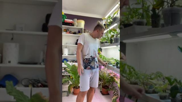 Выросли детки филодендронов Голден сатин