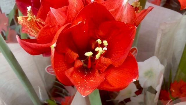 🌷1006🌷Красота и нежность в каждом цветке 🌷