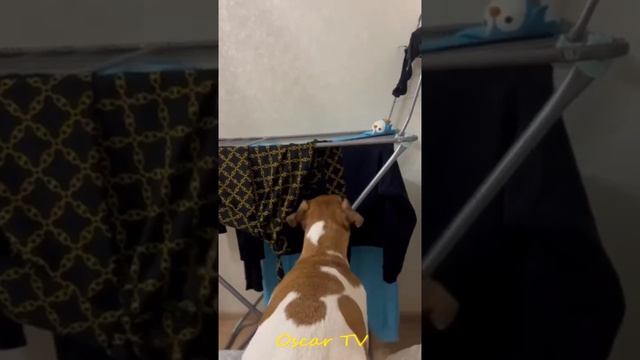 😺 Мама для котят! 🐕 Смешное видео с собаками, кошками