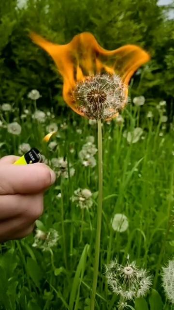 Просто залипательно 🔥🌼🔥