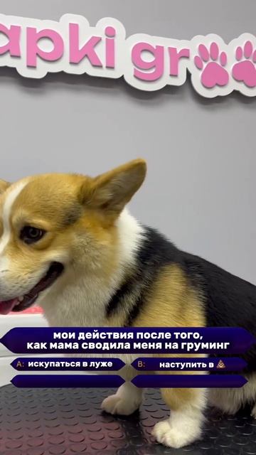 Однажды в груминг-салоне...