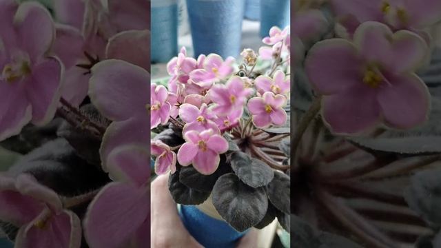 Мини обзорчик фиалок☺️🌺🌺🌺