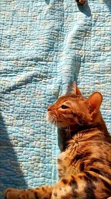 VID_20250520_075047 бенгальские котята