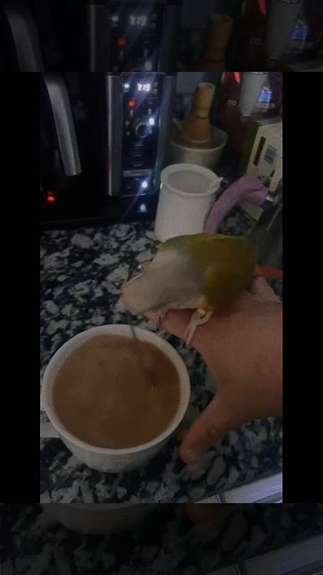 Помощник 😄