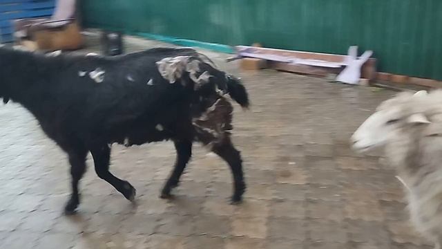 1000078628.mp4
