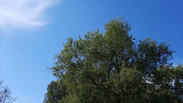 Пение Курского соловья