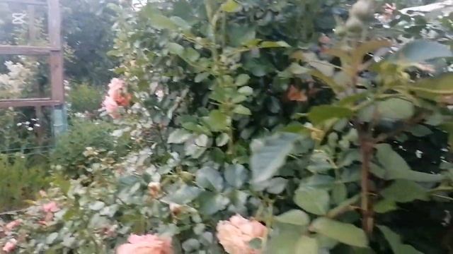 Розы второго года жизни в моём саду, чудесные сорта.