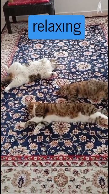 Тихий час. Релакс после вкусного обеда 😺