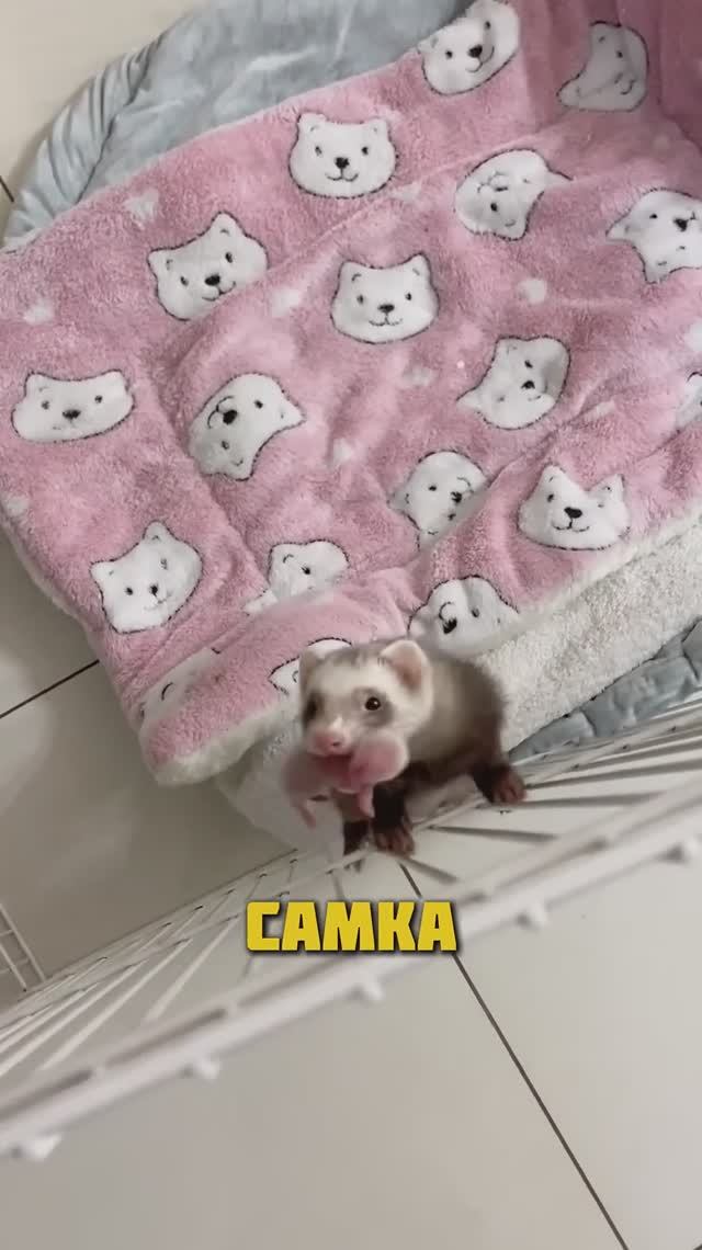 Самый заботливый хорек.