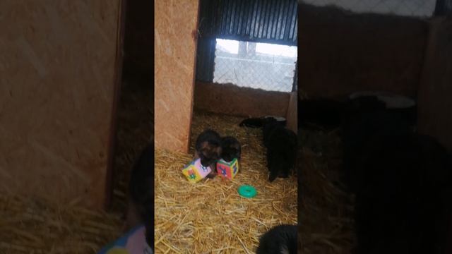 petal_20230417_121143.mp4
