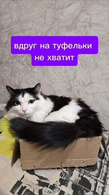 Кошкин дом😃