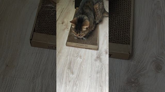Новая когтеточка очень понравилась кошкам❤️