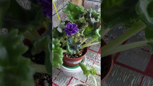 N:178 Fialka sortlari 17.11.2024 #gullar #фиалки #flowers #цветы #violet #video