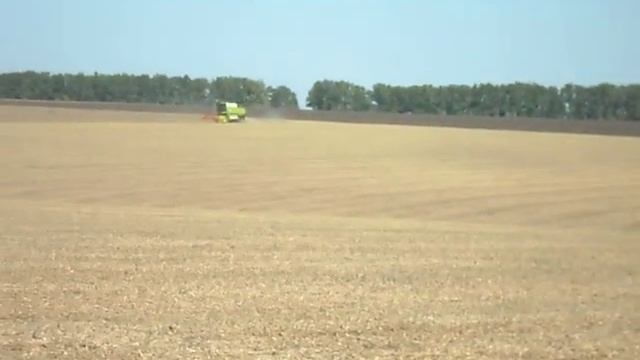 Сiяти пшеничку без вологи  чи горох весной