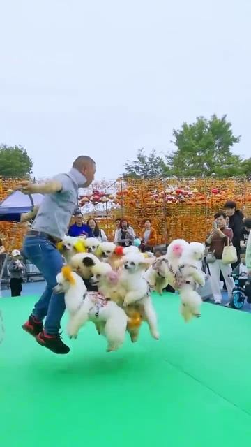 Прыгуны🐶
