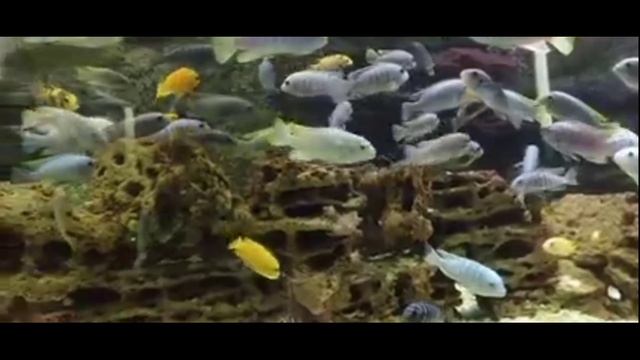 Аквариумные рыбки