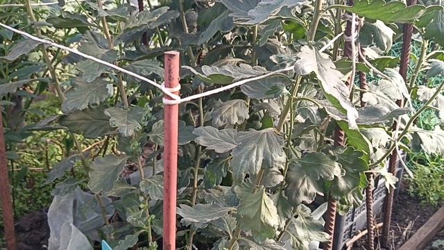 Как укоренить хризантемы из букета