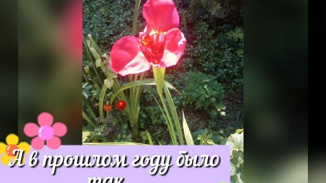 Мои растюшки в Сибири 🥀🌱🌷🌿🪻🍀