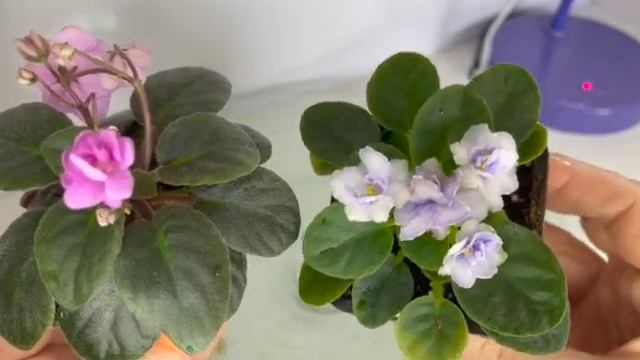 Мини обзорчик мини фиалок//Mini review of my mini violets.