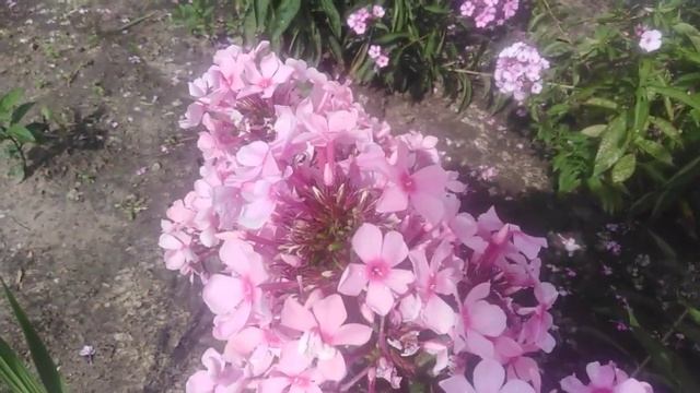 6 августа 2024 г.🌺Ф Л О К С Ы 🌺