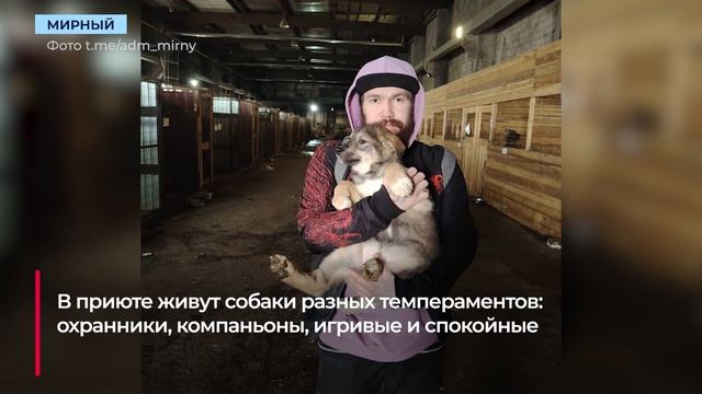 Жители Мирного забирают из приюта чипированных собак