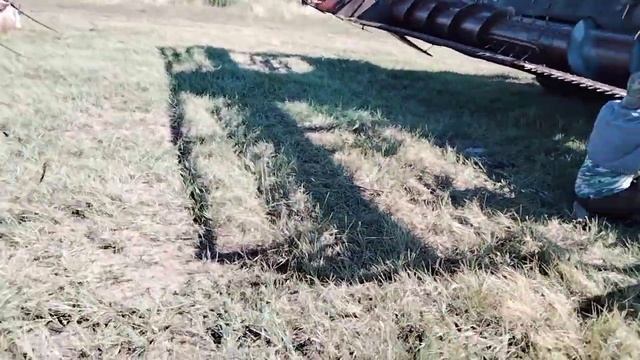ПОДГОТОВКА К УБОРКЕ  УРОЖАЯ ПШЕНИЦЫ 2024